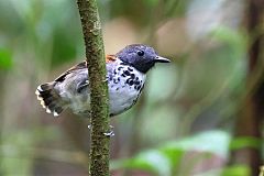 Spotted Antbird