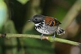 Spotted Antbird