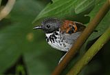 Spotted Antbird