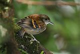 Spotted Antbird