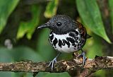 Spotted Antbird