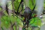 Spotted Bamboowren