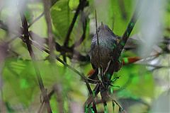Spotted Bamboowren