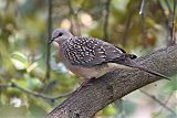 Spotted Doveborder=