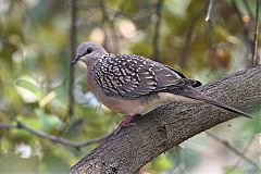 Spotted Dove