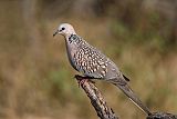 Spotted Doveborder=