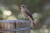 Spotted Flycatcher