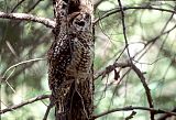 Spotted Owl