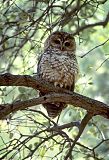 Spotted Owlborder=