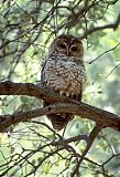 Spotted Owl