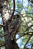 Spotted Owl