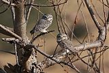 Spotted Owletborder=