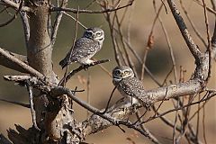 Spotted Owlet