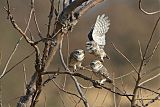 Spotted Owletborder=