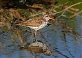 Spotted Sandpiper