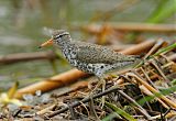 Spotted Sandpiper