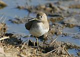 Spotted Sandpiper