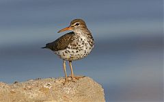 Spotted Sandpiper