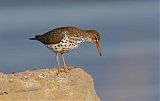 Spotted Sandpiper