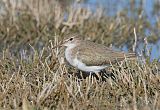 Spotted Sandpiper