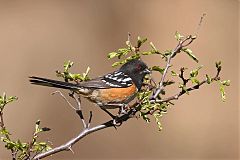 Spotted Towhee