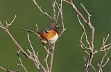 Spotted Towheeborder=