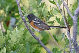 Spotted Towheeborder=