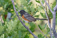 Spotted Towhee