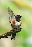 Spotted Towheeborder=