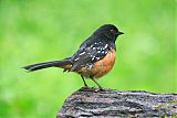 Spotted Towheeborder=