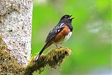 Spotted Towheeborder=