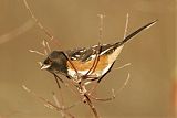 Spotted Towheeborder=