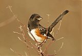 Spotted Towhee