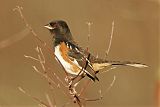 Spotted Towhee