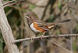 Spotted Towheeborder=