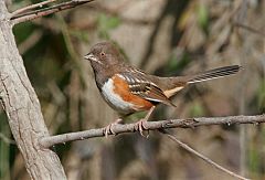 Spotted Towhee