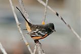 Spotted Towhee