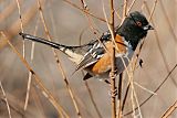 Spotted Towheeborder=