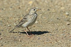 Sprague's Pipit