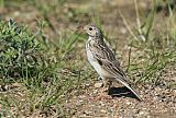 Sprague's Pipit