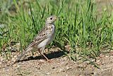 Sprague's Pipit