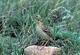 Sprague's Pipit