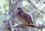 Spruce Grouse