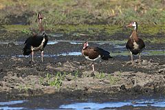 Spur-winged Goose