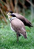 Masked Lapwing