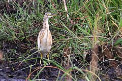 Squacco Heron