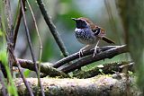 Squamate Antbird