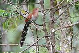 Squirrel Cuckoo