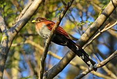 Squirrel Cuckoo