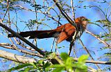 Squirrel Cuckoo